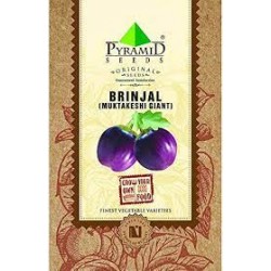 P-S Brinjal Seeds Muktakeshi Giant