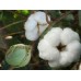 Cotton Seeds Ankur Jai BG-2