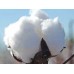 Cotton Seeds Ankur 3028 BG-II