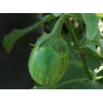 Ankur Hybrid brinjal-Harshal (10g) Vegetable Seeds- 10 GRM