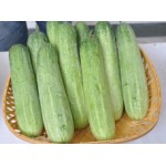 Ankur Hybrid Cucumber Ragini Vegetable Seeds- 25 GRM