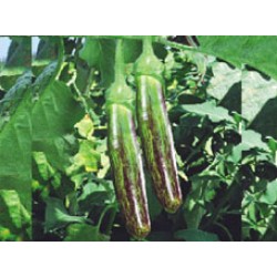 Ankur Hybrid brinjal-Sachin (10g) Vegetable Seeds