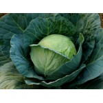 Ankur Hybrid Cabbage – Manas Vegetable Seeds
