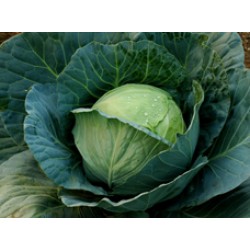 Ankur Hybrid Cabbage – Manas Vegetable Seeds