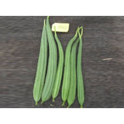 Ankur Hybrid ridge gourd-Latika (50g) vegetable seeds