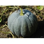 Ankur Hybrid Pumpkin– Pepo(116) (50gm) Vegetable Seeds
