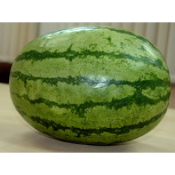 Ankur Hybrid Watermelon– Kashish (10g) vegetable seeds 
