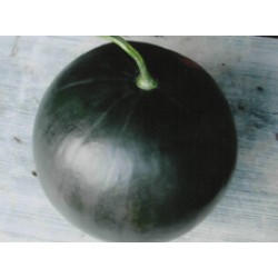 Ankur Hybrid Watermelon– Saras(61) (10g) Vegetable Seeds