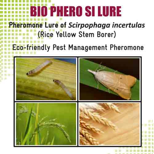 Lure For Rice Yellow Stem Borer (Scirpophaga incertulas)-SI Packof 10
