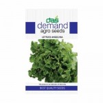 DAS agro seeds ( Lettuce Angelina ) 300 Seeds