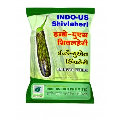 INDO-US-SHIVLAHERI BRINJAL