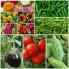 Vegetable Seeds (225)