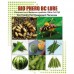 Lure for Melon Fruit Fly (Bactrocera cucurbitae) BC Pack of 10