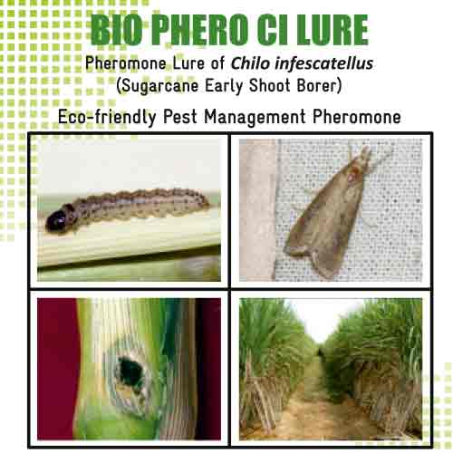 Lure For Sugarcane Early Shoot Bor arly Shoot Bor arly Shoot Borer (Chilo infescatellus)-CI Pack of 10