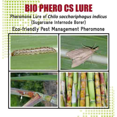 Lure For Sugarcane Internode Borer (Chilo sacchariphagus indicus)-CS Packof 10