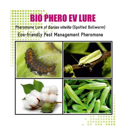 Lure for Spotted BollWorm (Earias vittella) EV Pack of 10