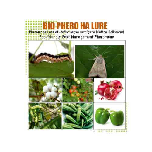 Lure for Cotton Bollworm HA Pack of 10