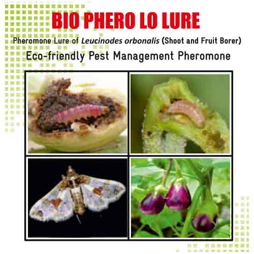 Lure For Brinjal Shoot and Fruit Borer (Leucinodes orbonalis)-LO Pack of 10