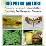 Lure For Legume Pod Borer (Maruca vitrata)-MV Pack of 10