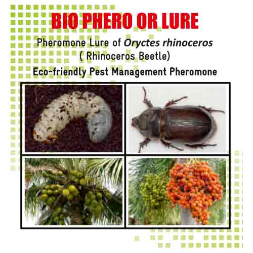 Lure For Rhinoceros Beetle (Oryctes rhinoceros)-OR Pack of 10