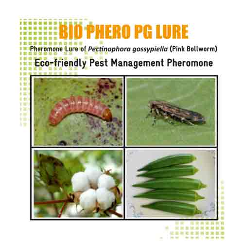 Lure for Pink Bollworm (Pectinophora gossypiella) PG Pack of 10