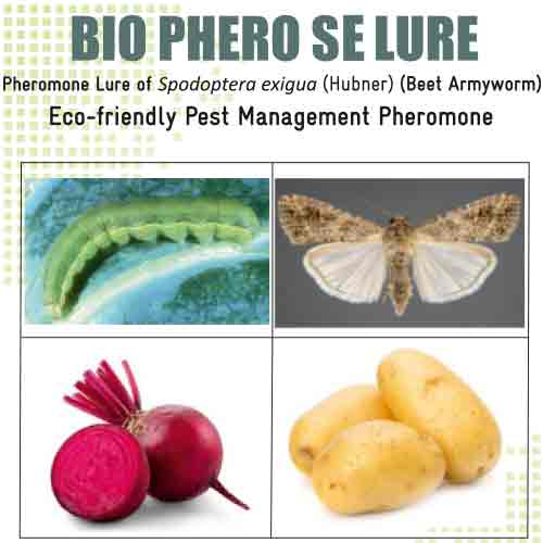 Lure For Beet Armyworm (Spodoptera exigua)-SE Pack of 10