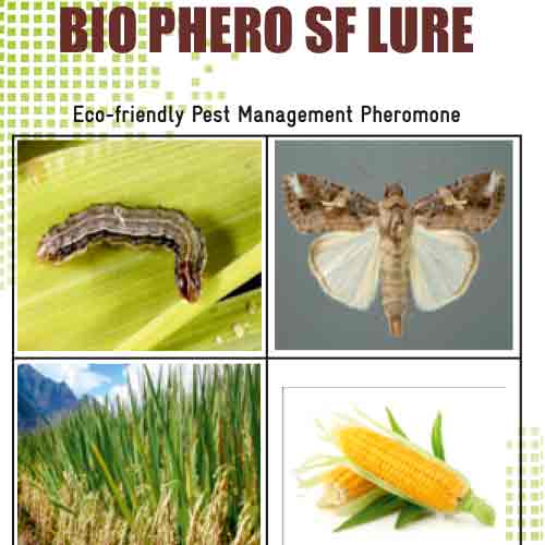 Lure For Fall Armyworm (Spodoptera frugiperda)-SF Pack of 10
