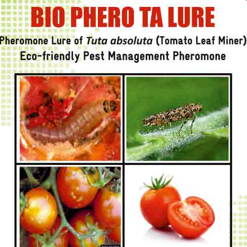 Lure For Tomato Leaf Miner (Tuta absoluta)-TA Pack of 10