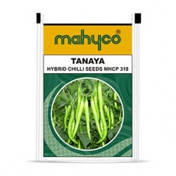 Mahyco chilly MHCP 318- TANAYA (10g) Vegetable Seeds