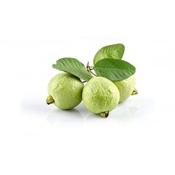 Sweet Guava - Amrut Fresh Fruit directly from farm 