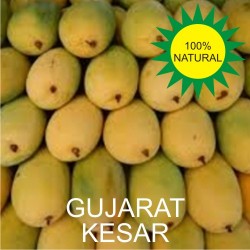Gujarat Kesar Mango - Kesar Aam 1 Dozen