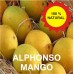 Devgad Alphonso Mango - Hapus - 1 Dozen
