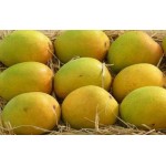 Devgad Alphonso Premium  Mango - Hapus - 1 Dozen