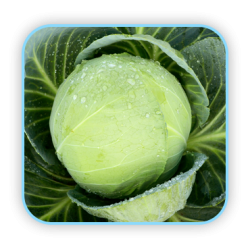 Sungro Hybrid cabbage S-92 vegetable Seeds