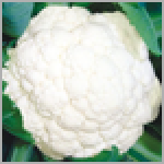 sungro Hybrid Cauliflower 497 (10g) vegetable Seeds