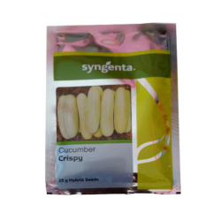 syngenta cucumber crispy 