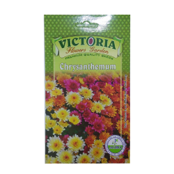 Victoria Chrysanthemum Flower Seed