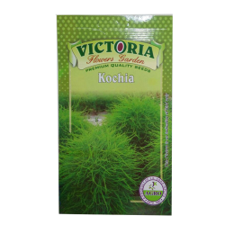 Victoria Kochia Flower Seed