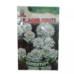 Candytuft Flower Seed