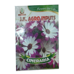 Cineraria Flower Seed