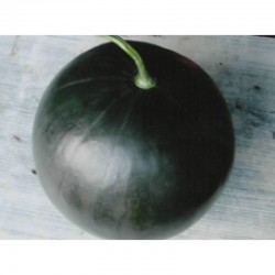 Ankur black ball watermelon-50gm