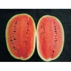 Ankur sugar cube watermelon-50gm