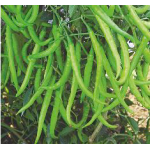 Nirmal Hybrid chilli Vegetable Seeds NCH-913 -10 GRM