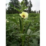 VNR Okra(Bhindi)Vegetable Seeds DEEPIKA - 250 GRM