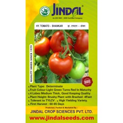 Jindal Tomato Hybrid Seeds, Shankar-10GM