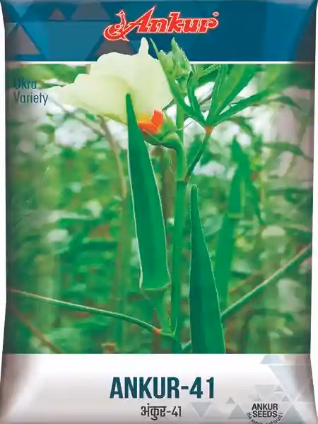 : Buy Ankur Bhindi – 41 Seeds – 500 GRM | High Yield Okra / Ladyfinger Seeds