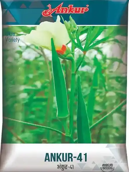 Buy Ankur Bhindi – 41 Seeds – 500 GRM | High Yield Okra / Ladyfinger Seeds