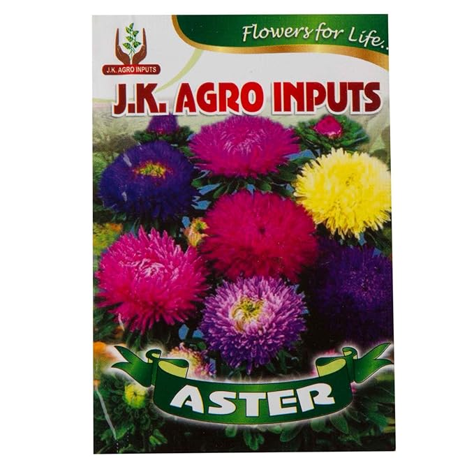 Aster Flower Seeds