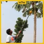 Hectare Papaya Harvester (Without Pole) – Premium Fruit Harvesters - Image 4