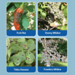 Saaf Fungicide | Carbendazim 12% + Mancozeb 63% WP | UPL Limited